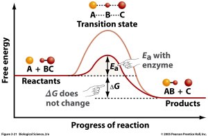 Basic Energy Profile Diagram illustrating the effects of enzyme activity