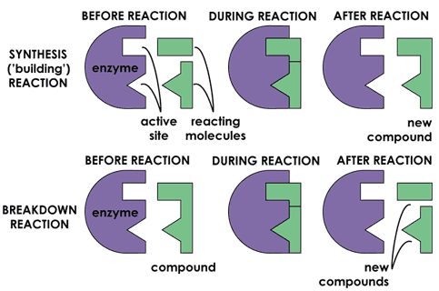 Anabolic reaction equation
