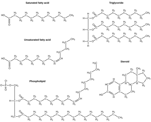 Phospholipid Bilayer Biochemistry3rst