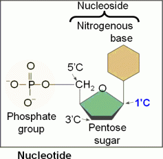 Nucleotide diagram