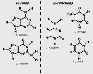 Purine and pyrimidines